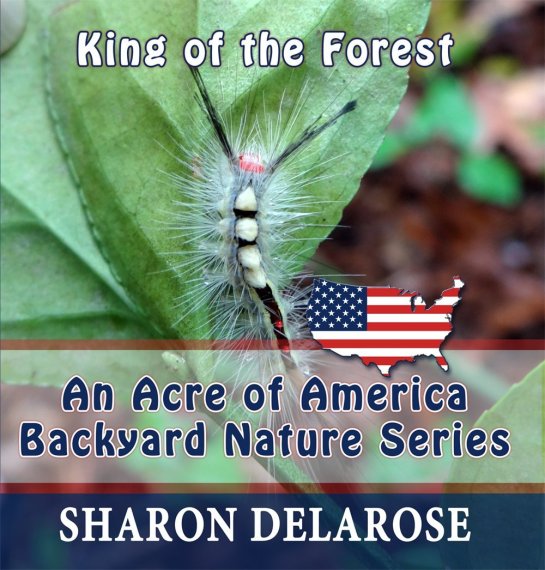 King of the Forest: An Acre of America Backyard Nature Series [Kindle Edition]